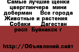 Самые лучшие щенки цвергпинчера (мини доберман) - Все города Животные и растения » Собаки   . Дагестан респ.,Буйнакск г.